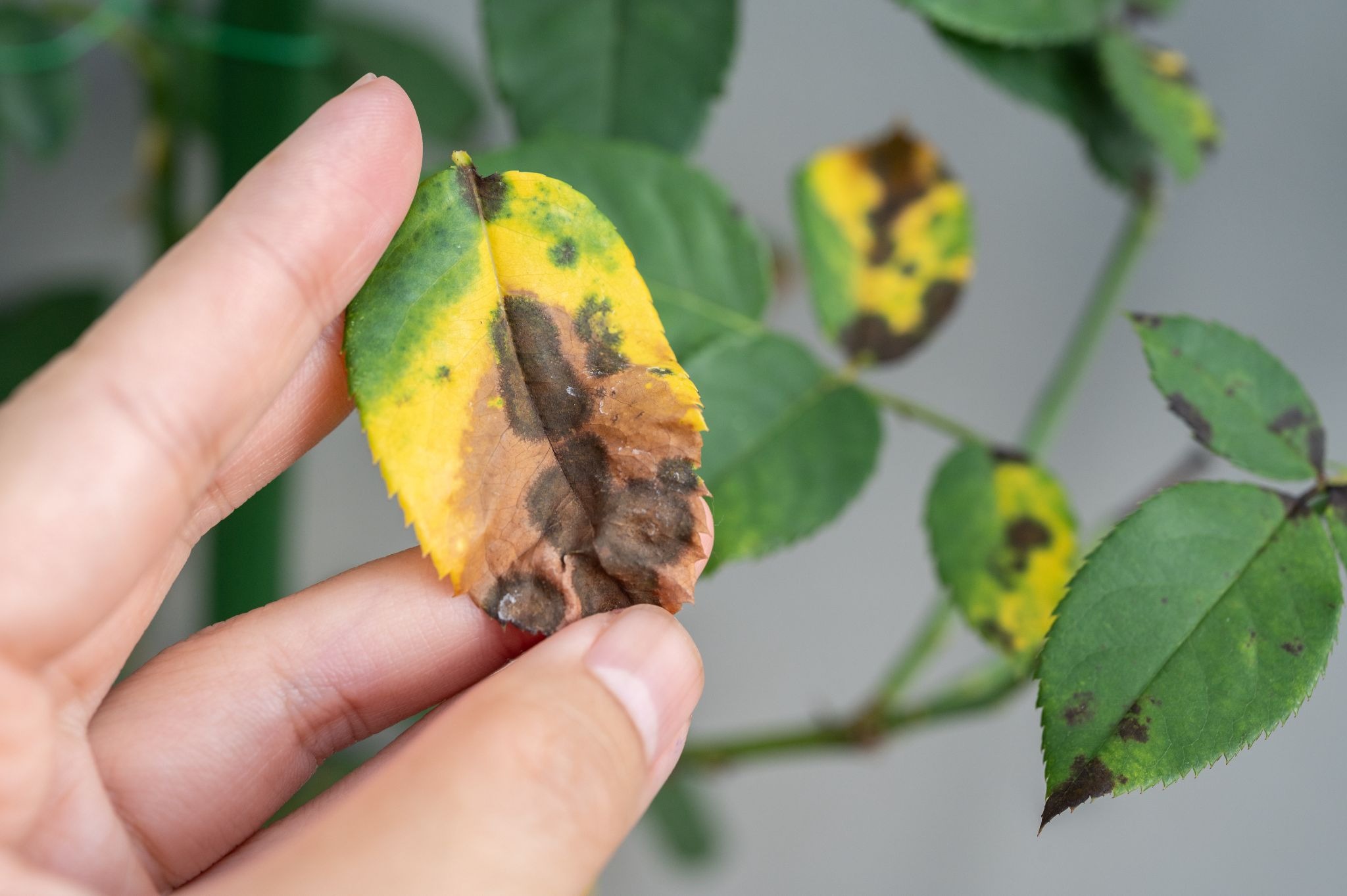 iStock photo ID: 2240348108