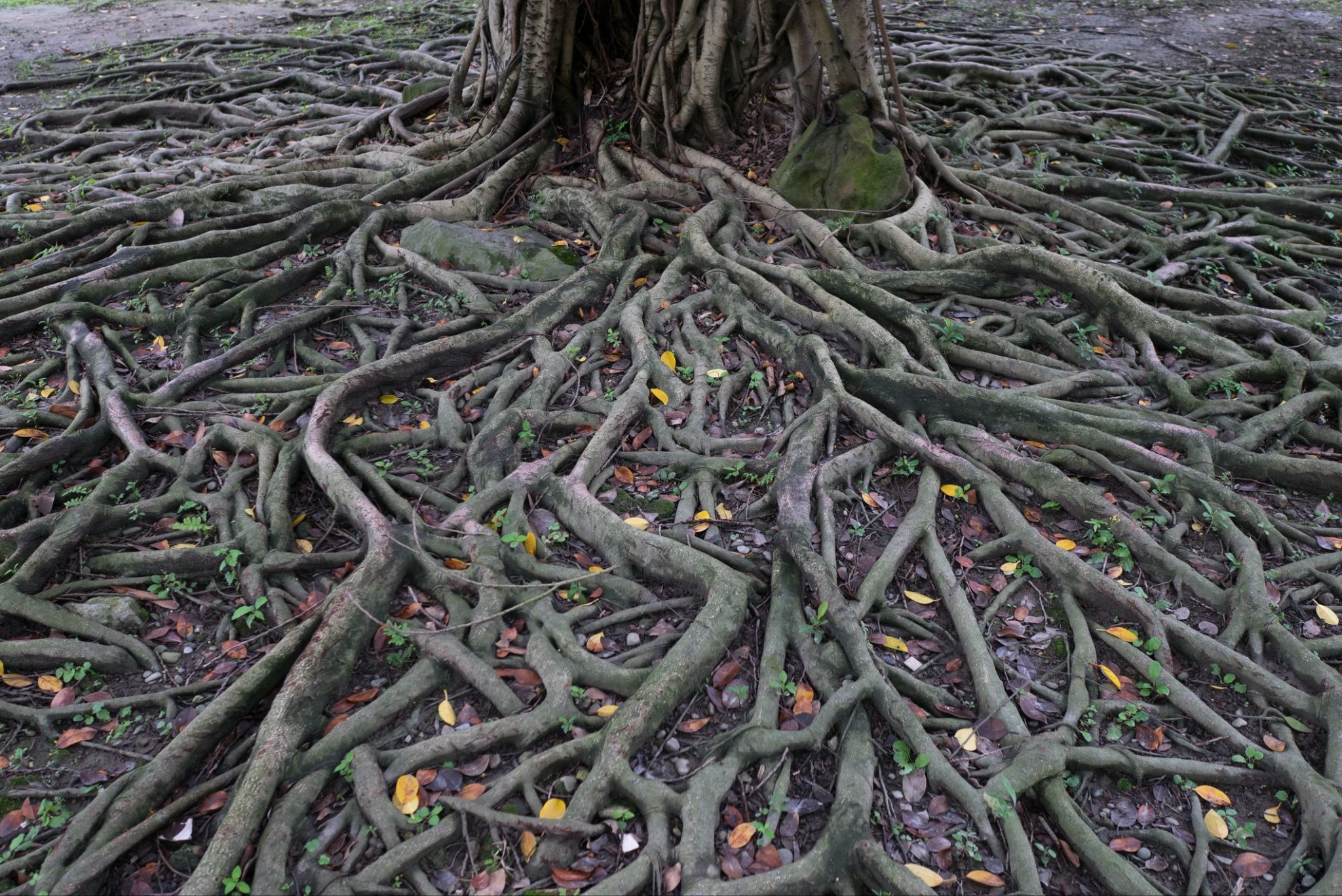 iStock photo ID: 1150897491